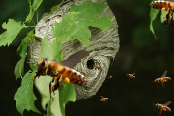 Creation of Bee Hive?: Step 4